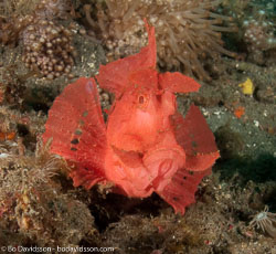 BD-090928-Lembeh-9284879-Rhinopias-eschmeyeri.-Condé.-1977-[Eschmeyer's-scorpionfish].jpg
